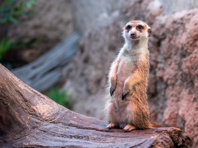 Забавный сурикат сидит на дереве 