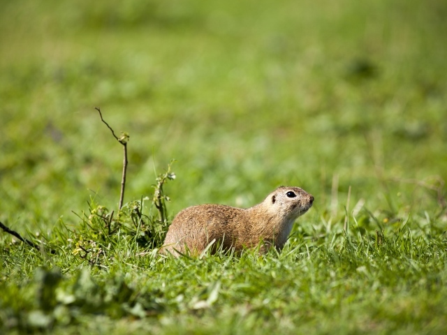 Суслик в зеленой траве 