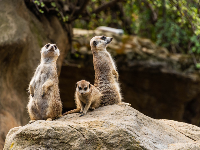Три суриката сурикаты на камне в зоопарке