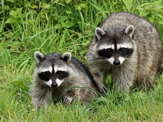 Два енота сидят в зеленой траве