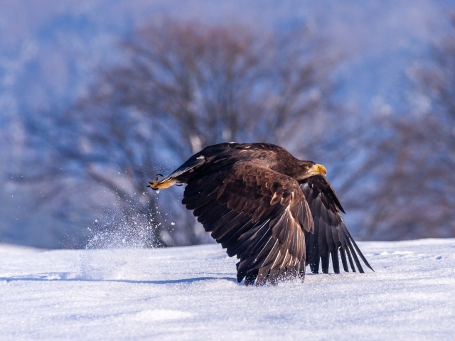 Большая хищная птица взлетает со снега 