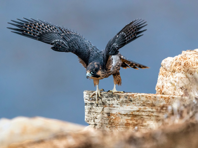Большой сокол готовится к полету с камня 