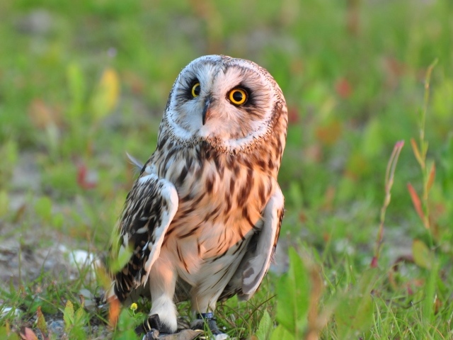 Большая серая сова с желтыми глазами сидит на траве