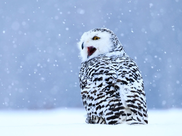 Большая сова с открытым клювом сидит на снегу