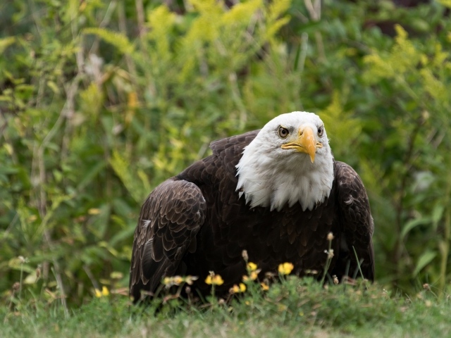 Большой хищный белоголовый орлан сидит в траве