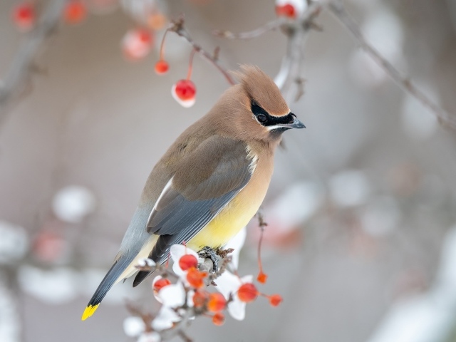 Американский свиристель на ветке дерева зимой
