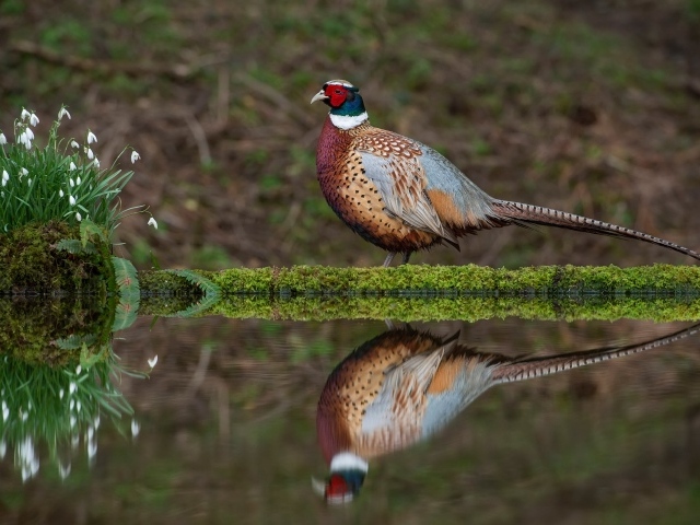 Красивый разноцветный фазан стоит у воды с подснежниками