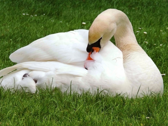 Красивый белый лебедь лежит на зеленой траве 