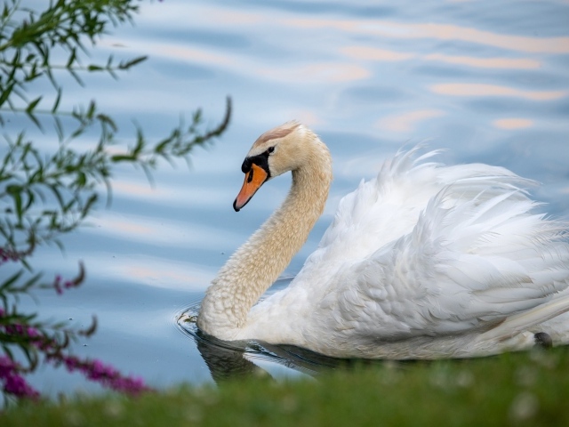 Красивый белый лебедь на берегу пруда 
