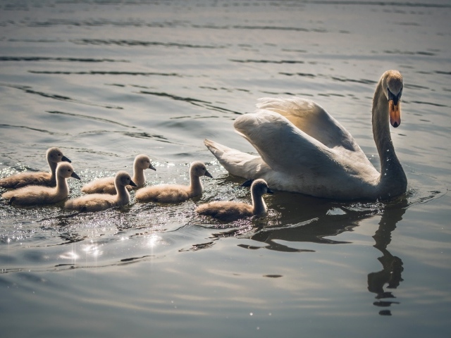 Красивый белый лебедь с птенцами в воде 
