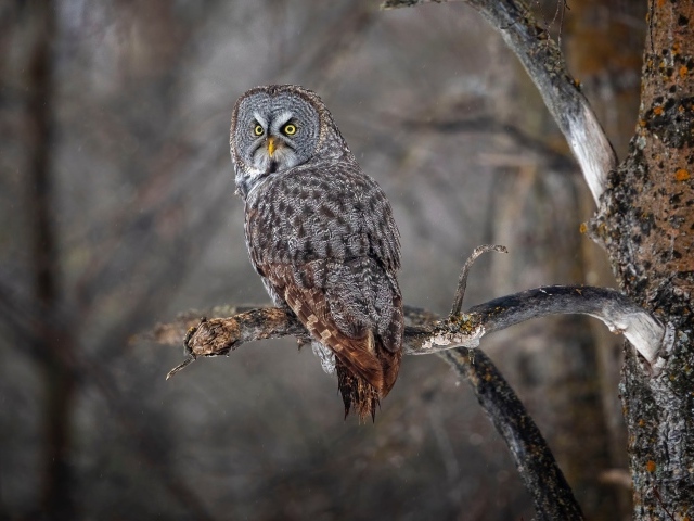 Большая серая сова с желтыми глазами на ветке в лесу