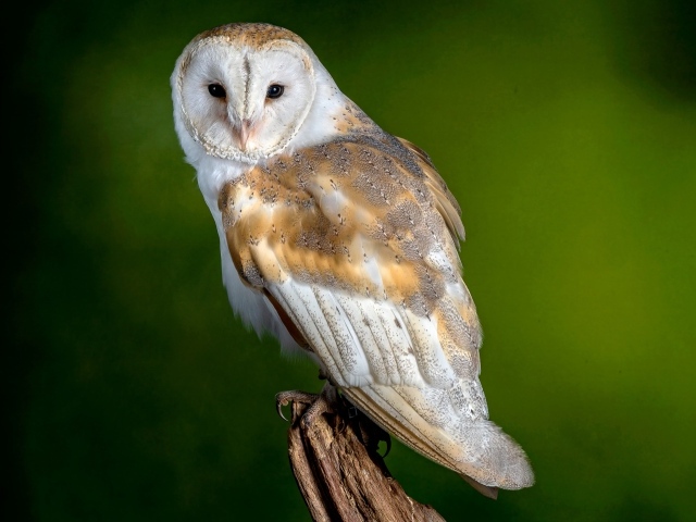 Большая сова сидит на дереве на зеленом фоне