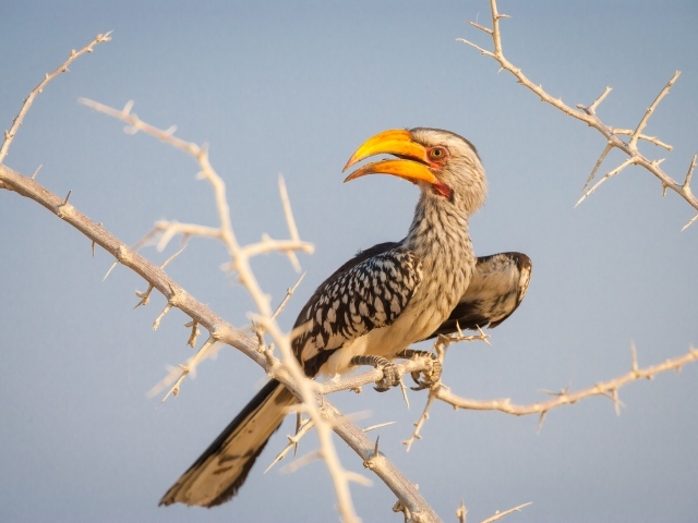 Большая птица носорог сидит на ветке 
