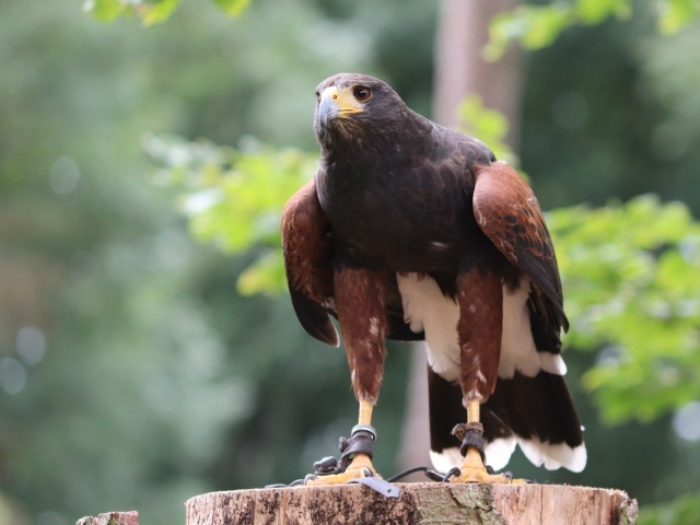 Хищная птица сидит на пне 