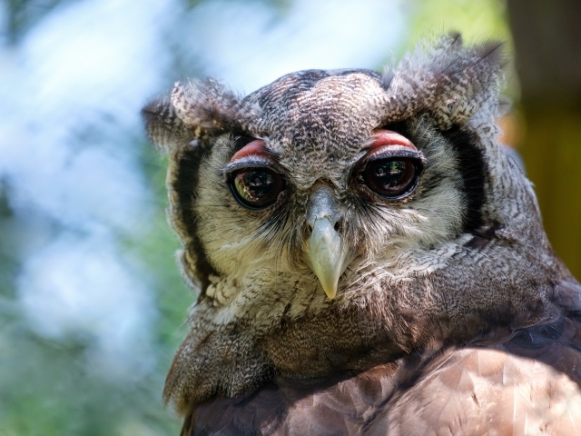 Серая сова с большими глазами