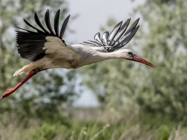 Большая цапля в полете