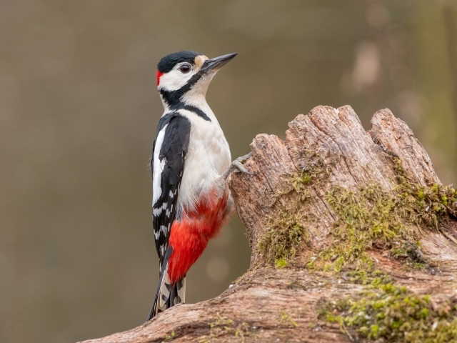 Большой пестрый дятел сидит на сухом дереве 