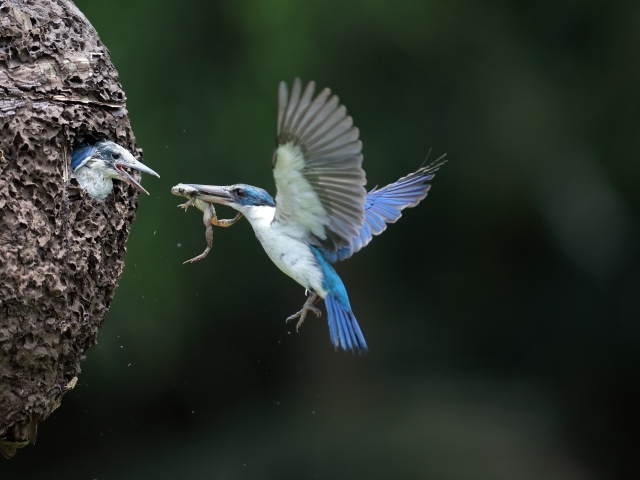 Птица зимородок кормит птенцов в гнезде 