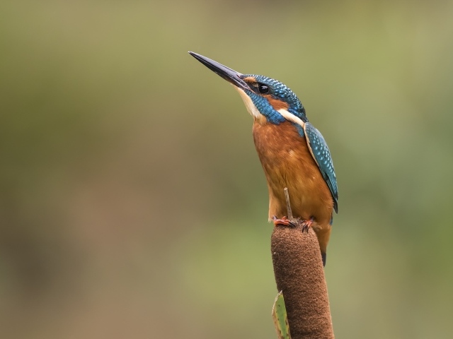 Птица зимородок сидит на камыше