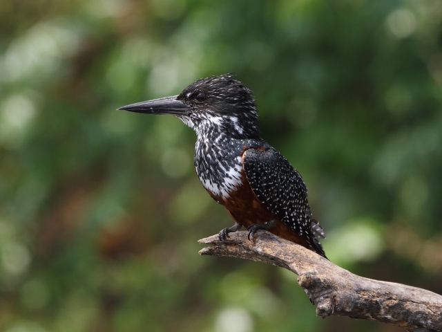 Птица зимородок с острым клювом сидит на ветке 