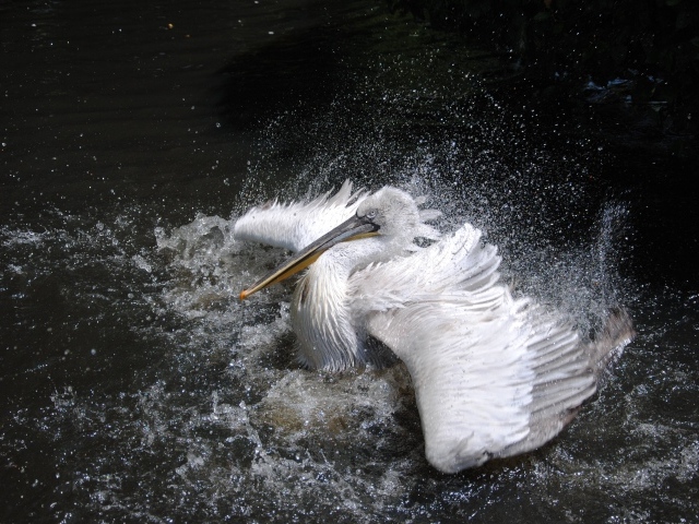Большой белый пеликан плескается в воде 