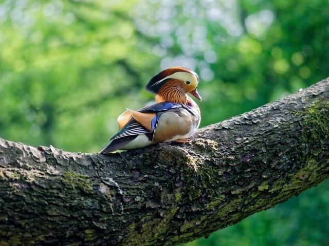 Маленькая уточка мандаринка сидит на дереве