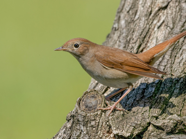 Маленький соловей сидит на дереве 