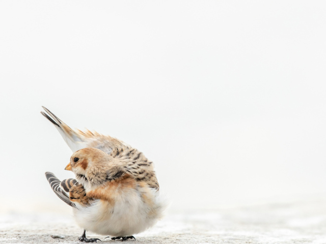 Маленький воробей на белом снегу