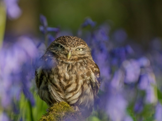 Хищная серая сова сидит на фоне синих цветов