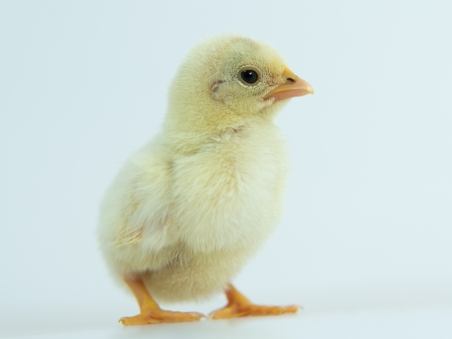 Маленький желтый цыпленок крупным планом