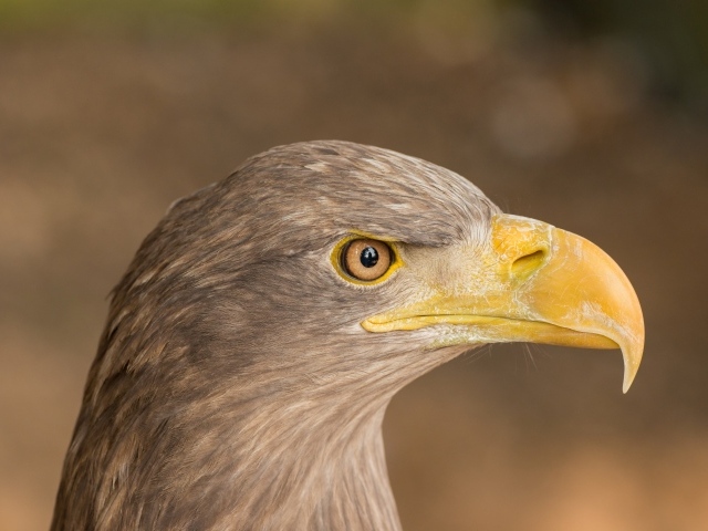 Острый клюв хищной птицы 