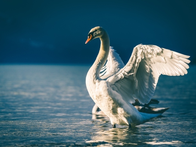 Лебедь расправил крылья в пруду 