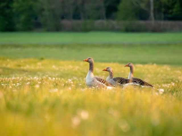 Три гусыни на зеленой траве