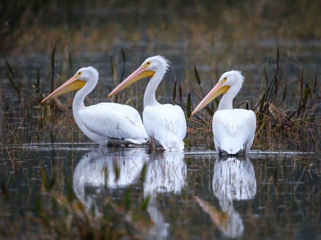 Три белых цапли охотятся в воде