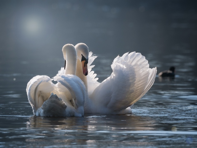 Два красивых влюбленных белых лебедя в пруду 