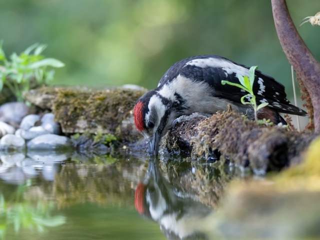 Дятел пьет воду из пруда
