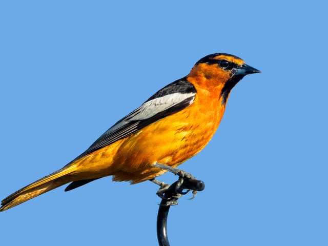 Желтая иволга Буллока на голубом фоне