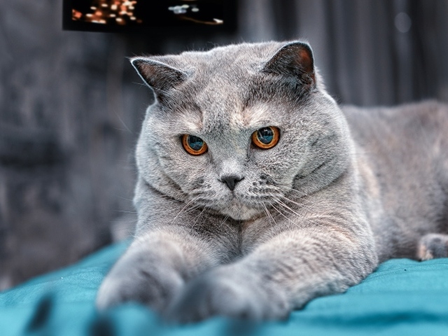Пепельный британский кот с карими глазами на кровати