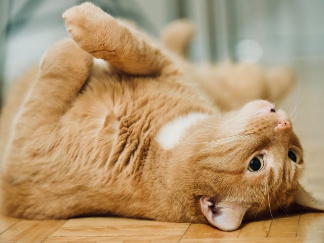 Красивый домашний рыжий кот лежит на полу 