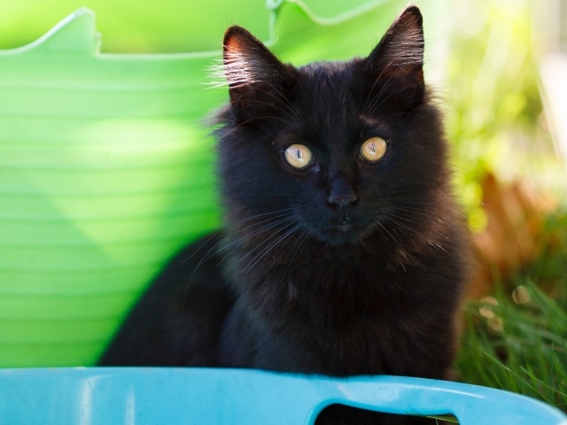 Красивый пушистый черный кот с желтыми глазами 
