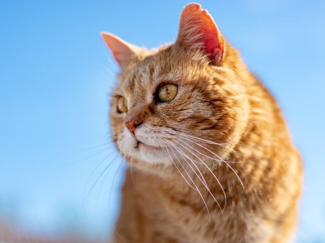 Красивый рыжий кот на голубом фоне