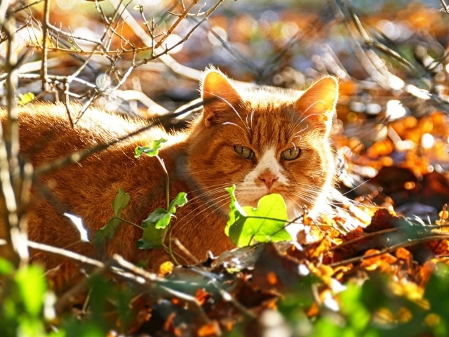 Красивый рыжий кот сидит в листве солнечным днем