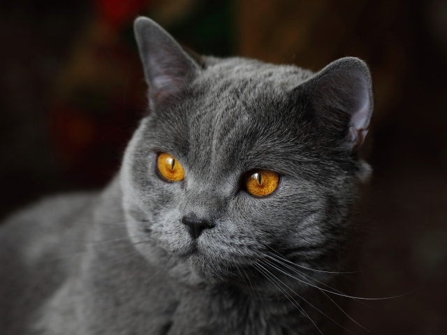 Красивый серый кот с желтыми глазами крупным планом