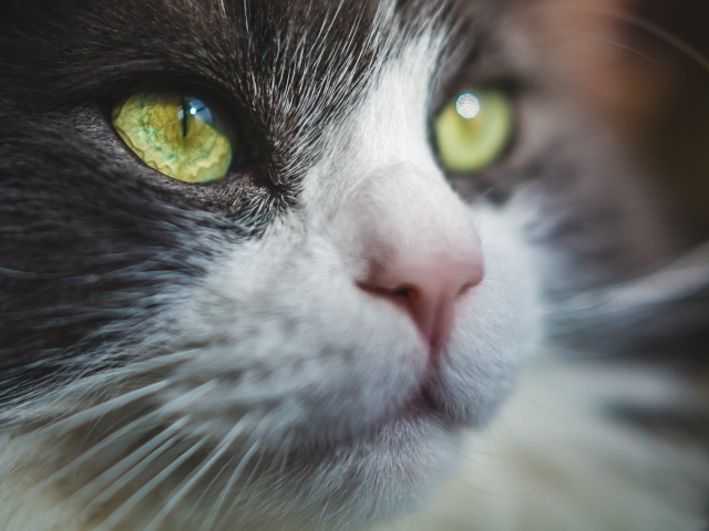 Красивые зеленые глаза кота 