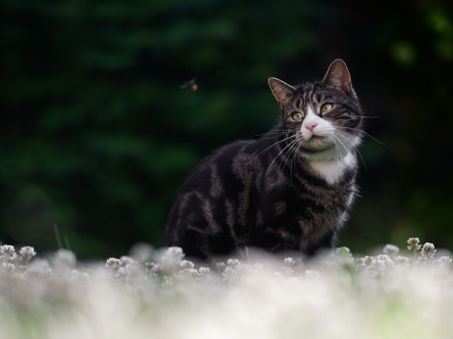 Красивый полосатый кот сидит в белых цветах клевера