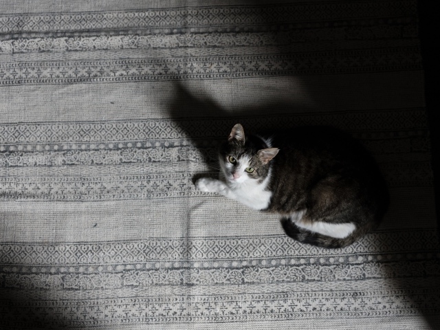 Большой серый с белым кот лежит на кровати 