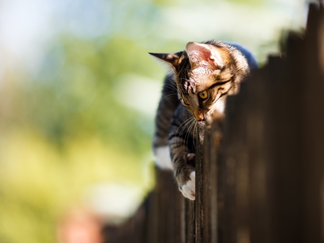 Большой серый кот лежит на заборе 