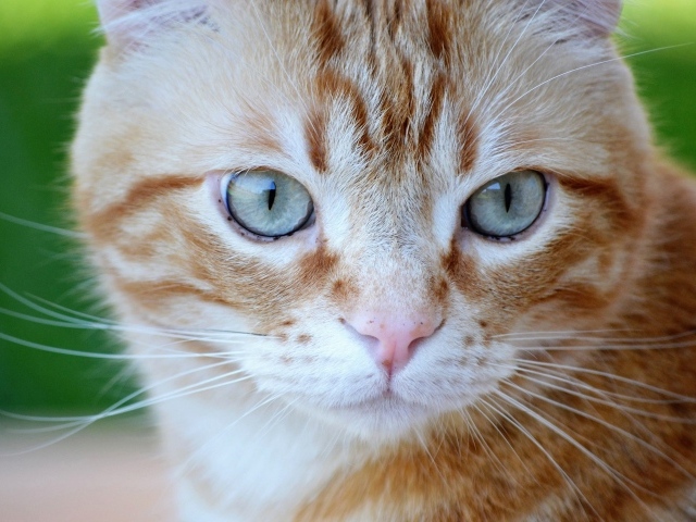 Большой рыжий голубоглазый кот крупным планом