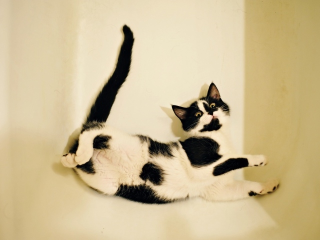 Черно - белый котенок лежит в белой ванной 