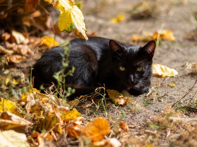 Черный кот лежит на земле с опавшими листьями 